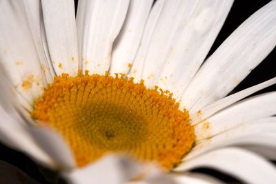 High angle view of white flower in container