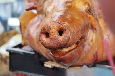 Close-up of roasted pig in tray