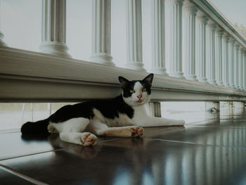 Portrait of cat relaxing on floor at home