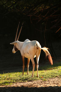 Similar horned oryx , scientific name oryx dammah in a zoo 