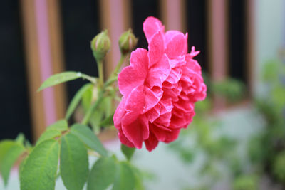 Close-up of pink rose