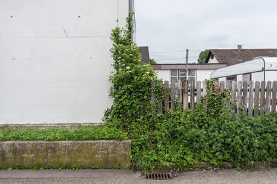 Plants growing by building