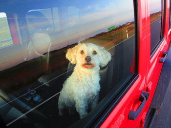 Dog looking through car window