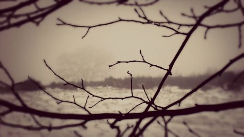 Close-up of bare branches against sky