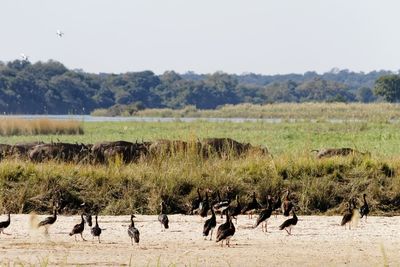 Spur-winged geese in foreground and cape buffalo behind