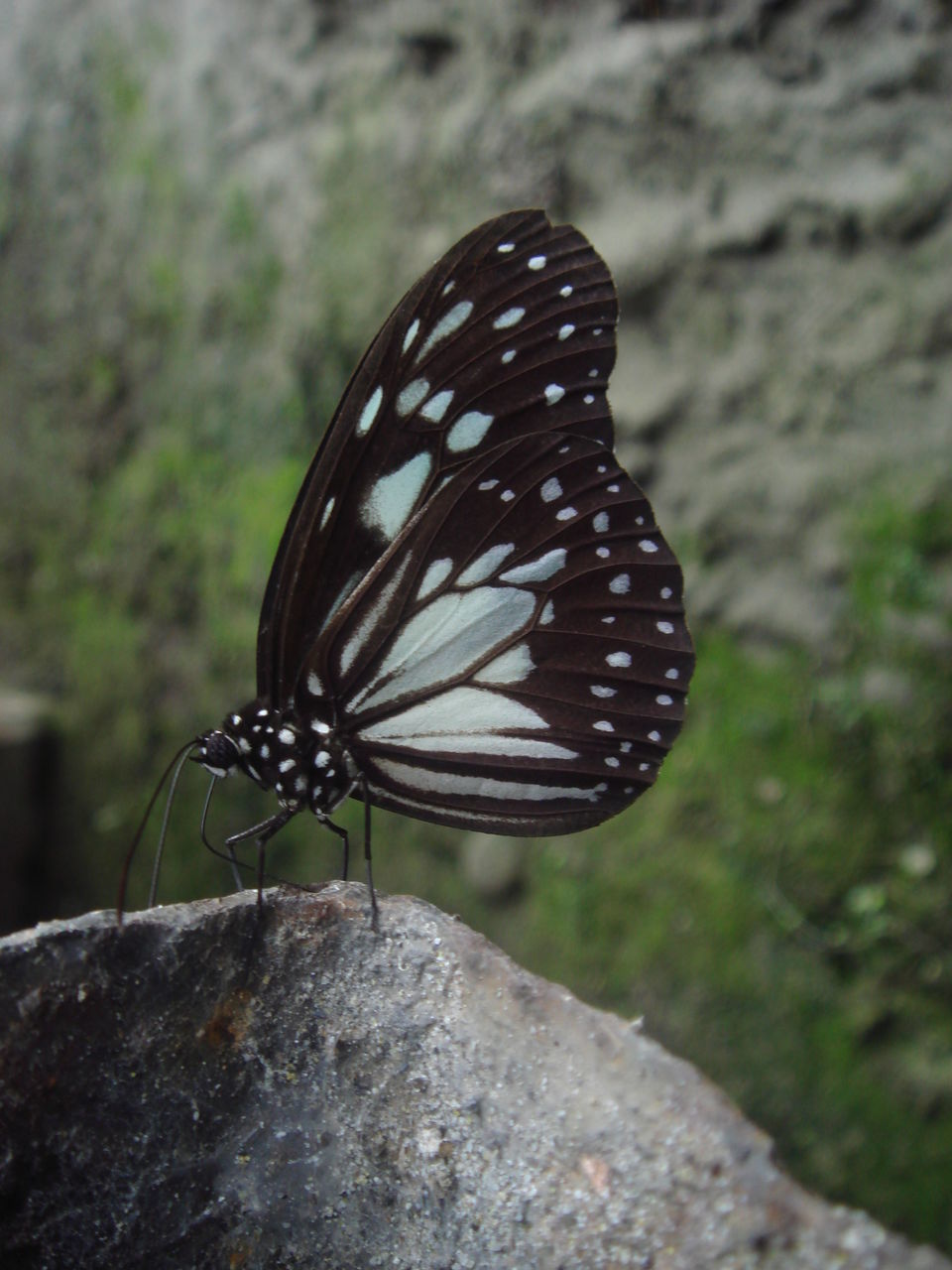 CLOSE-UP OF BUTTERFLY