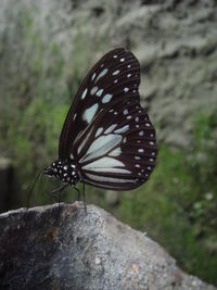 Close-up of butterfly on rock