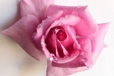 Close-up of pink rose