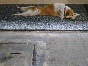 Cat lying on floor