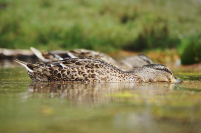 Close-up of ducks swimming on lake