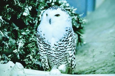 Close-up of bird in winter