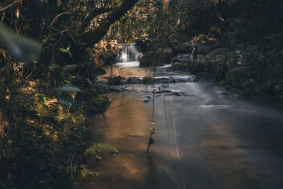 Scenic view of waterfall in forest