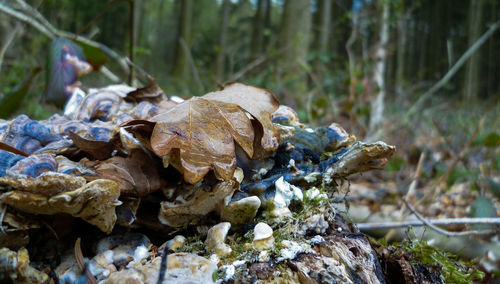 Close-up of tree trunk in forest