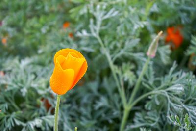 Close-up of orange flowering plant