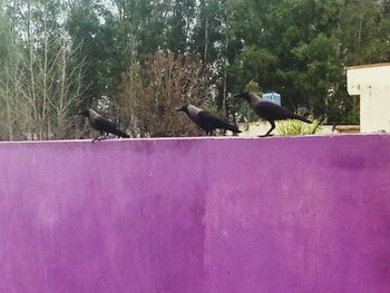 Birds perching on a wall