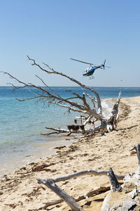 Driftwood on beach against sky