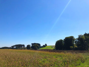 Scenic view of agricultural field against blue sky