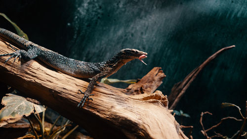 Close-up of a bird on wooden log