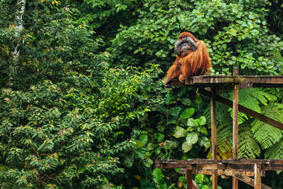 Monkey sitting in a forest