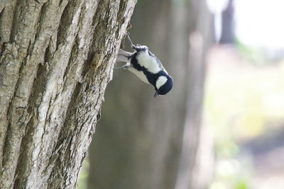 tree trunk