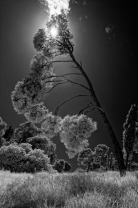 Low angle view of trees on field against sky