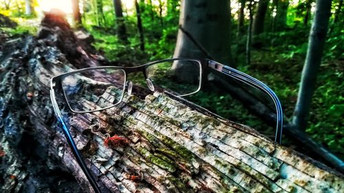 Close-up of sunglasses on tree trunk in forest