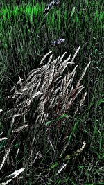 Full frame shot of grass in field