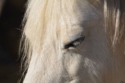 Close-up of horse