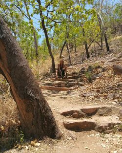 View of trees in forest