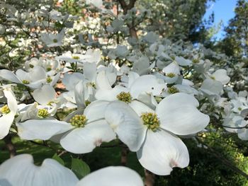 Close-up of white flowers blooming on tree