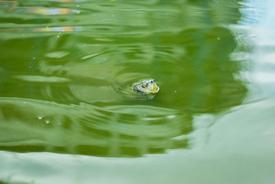 High angle view of turtle in lake