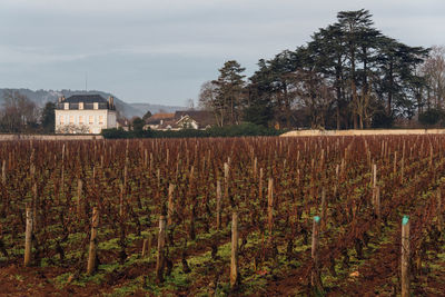 Scenic view of vineyard against sky