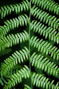 High angle view of fern leaves