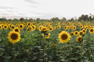 View of sunflowers on field