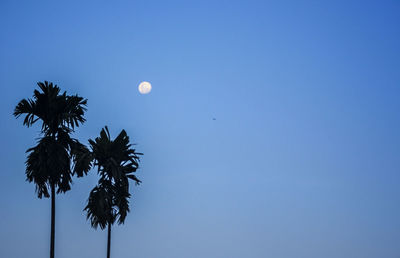 Low angle view of silhouette coconut palm tree against blue sky