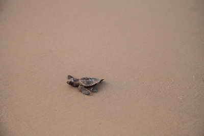 High angle view of crab on sand