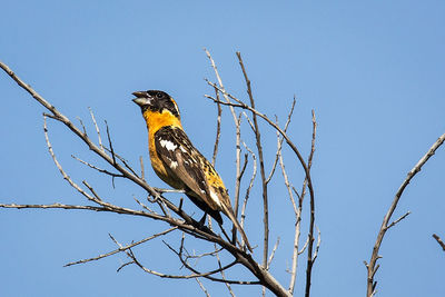 Low angle view of bird perching on bare tree against sky