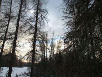 Bare trees in forest