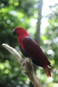 Close-up of parrot perching on tree