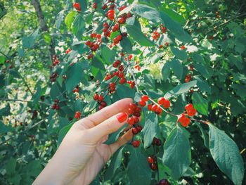 Cropped image of hand holding leaf