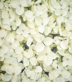 Full frame shot of white flowering plant