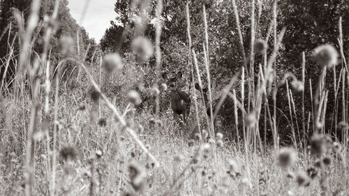 Close-up of plants growing in field