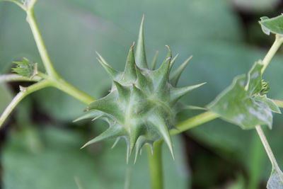 Close-up of succulent plant