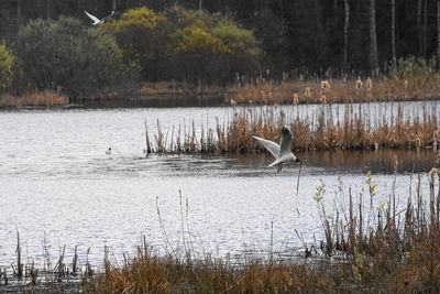 View of birds in lake