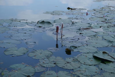 High angle view of lotus water lily in lake