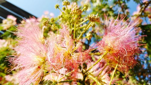 Close-up of pink flowers blooming outdoors