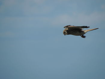 Low angle view of bird flying in sky