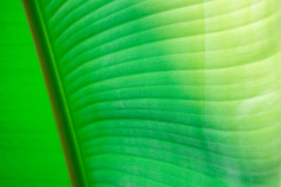 Full frame shot of palm leaf