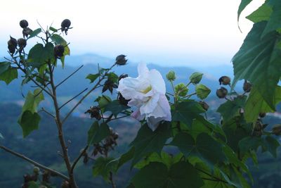 Close-up of flowers blooming on plant against sky