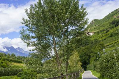 Road amidst trees against sky